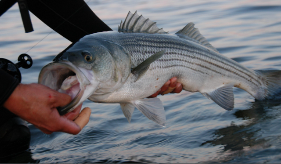 Best Lures For Striped Bass At Night