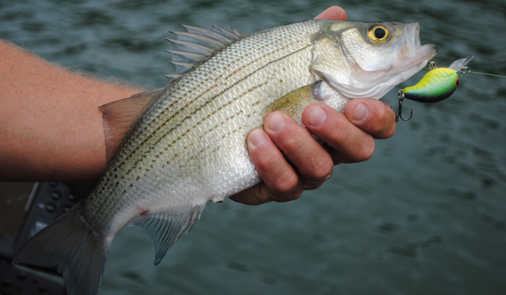 Best White Bass Lures