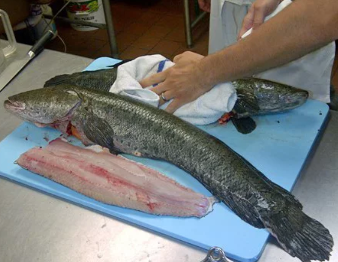 Snakehead Fish in Florida