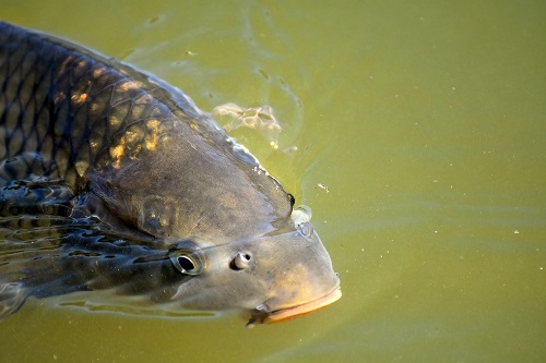 Why Does Carp Get a Bad Reputation as an Edible Fish