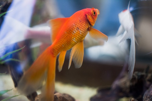 Do Goldfish Live in the Ocean?