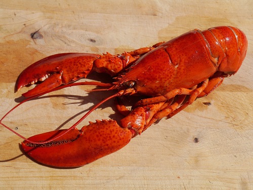 Are Dead Lobsters Safe to Eat After Cooking?