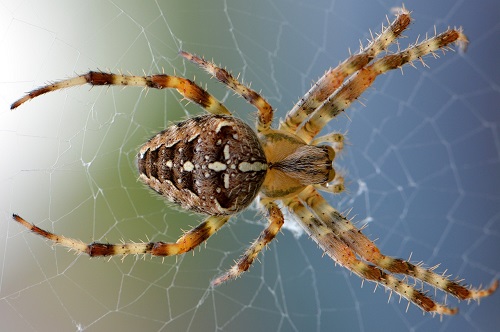 Spiders On Boats